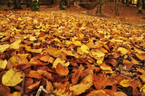 hojas-de-otono__DSC4031_1200px